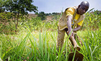 Ugandan smallholder farmer 