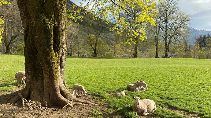 Sheep lying under a tree in a grassy field.