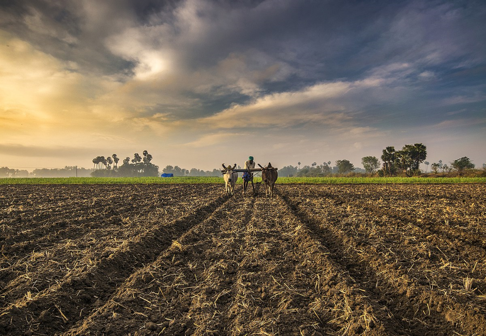 farming, India
