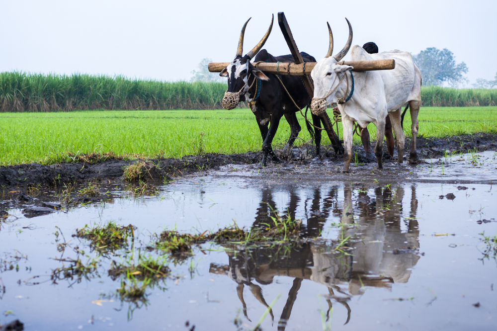 oxen plowing fields
