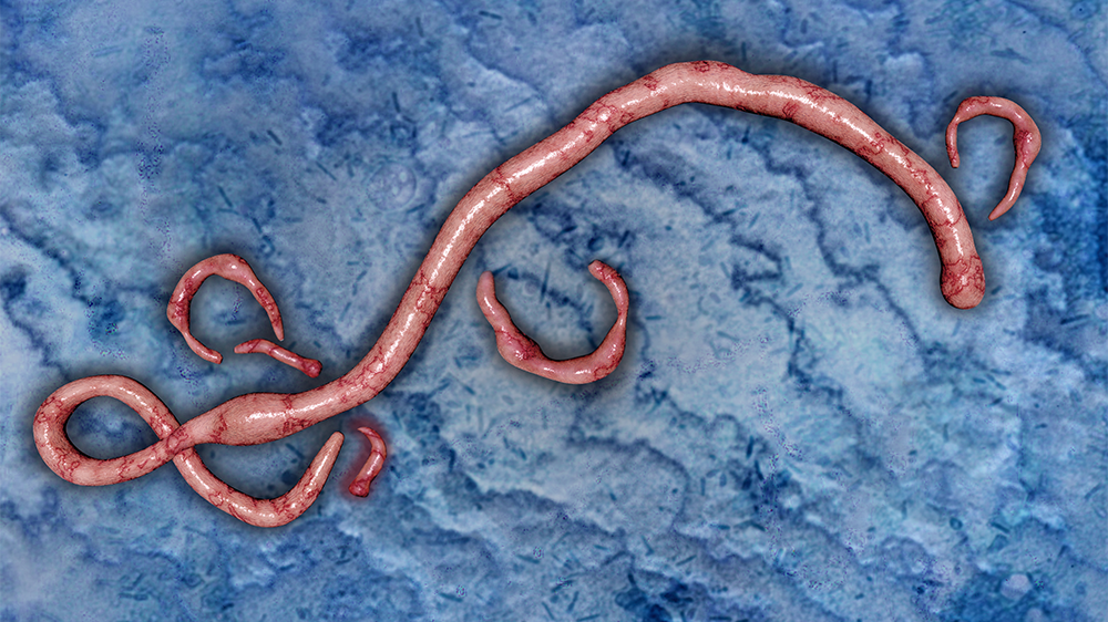  Digital illustration of Ebola virus