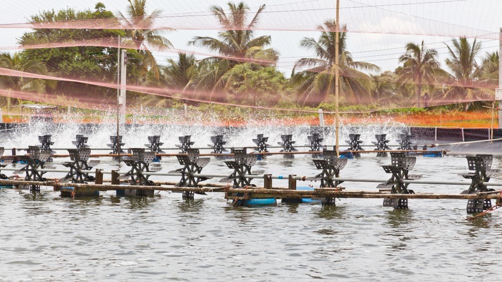 Shrimp Farms covered with nets for protection from bird, ChaChengSao, Thailand