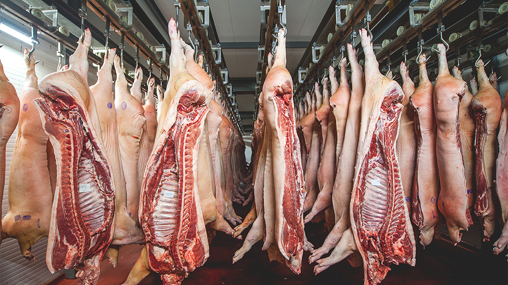 Refrigerated cold pork at a meat factory