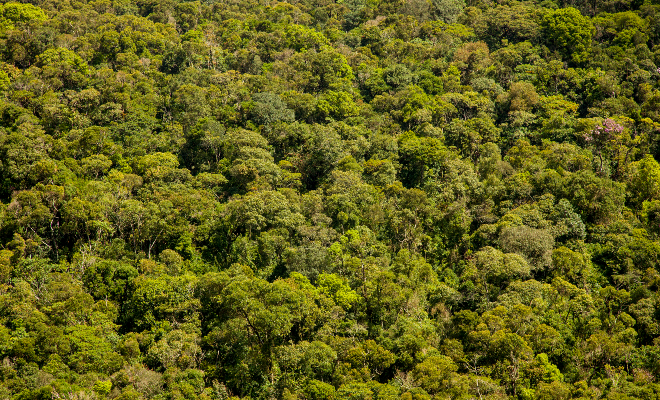 Rainforest, from above, green, trees