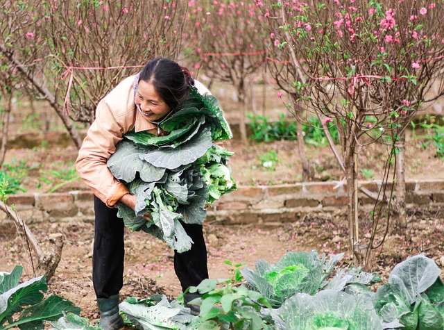 Høsting av grønnsaker om våren i Vietnam