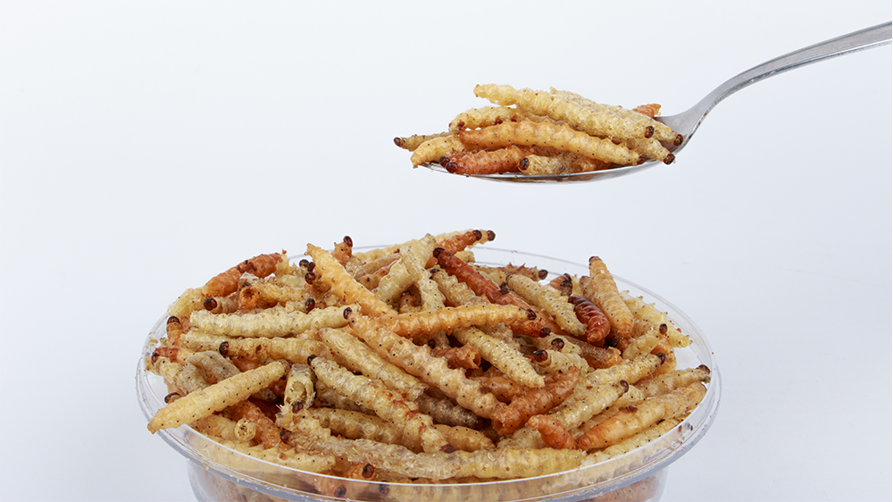 Fried insects mealworms for snack