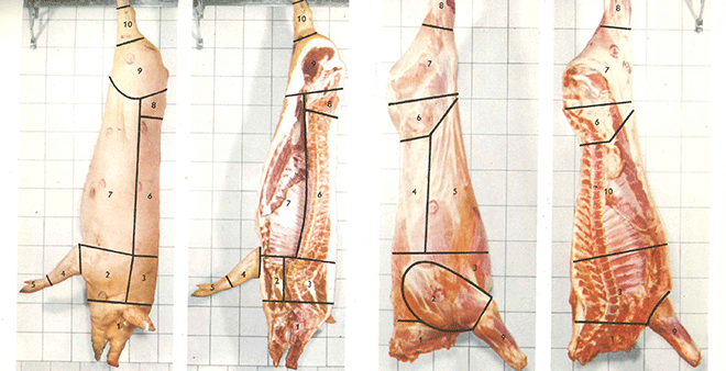 Vi har mistet evnen til å godta at kjøtt alltid kommer fra et levende dyr som er blitt drept, skriver Karen Lykke Syse. Illustrasjonen er fra 1955-utgaven av Gyldendals store kokebok. 