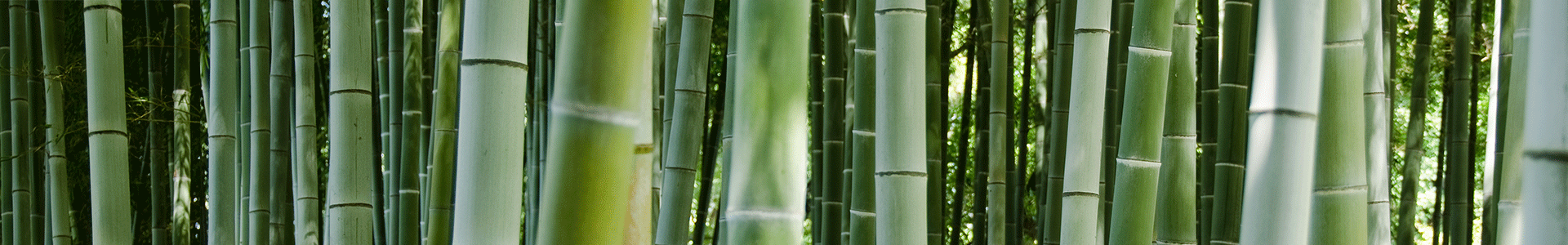 bambus banner