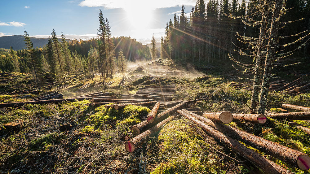 Skogrydning med tømmerstokker
